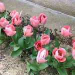Le Beausejour قرقشونه