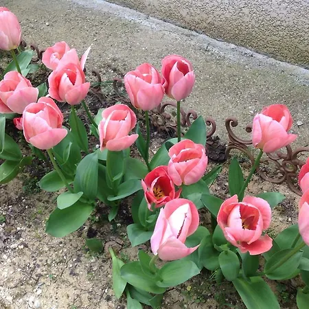 Le Beausejour 카르카손